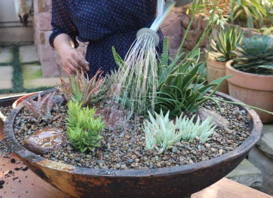 aloe vera in gradina ingrijire si cultivare